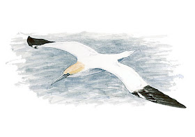 https://www.xeno-canto.org/sounds/uploaded/AYKHDFBYIH/XC321464-Gannet%20call%20very%20good%202016%2006%2012%20Bempton%20RSPB_1079.mp3