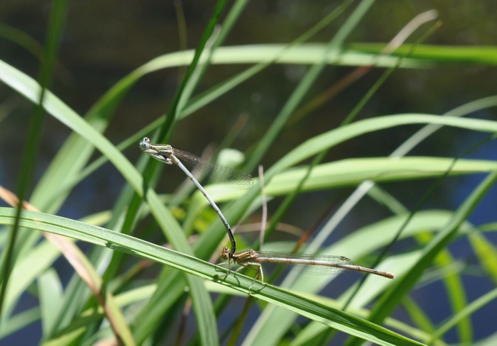 début d'accouplement demoiselle début d'accouplement demoiselle