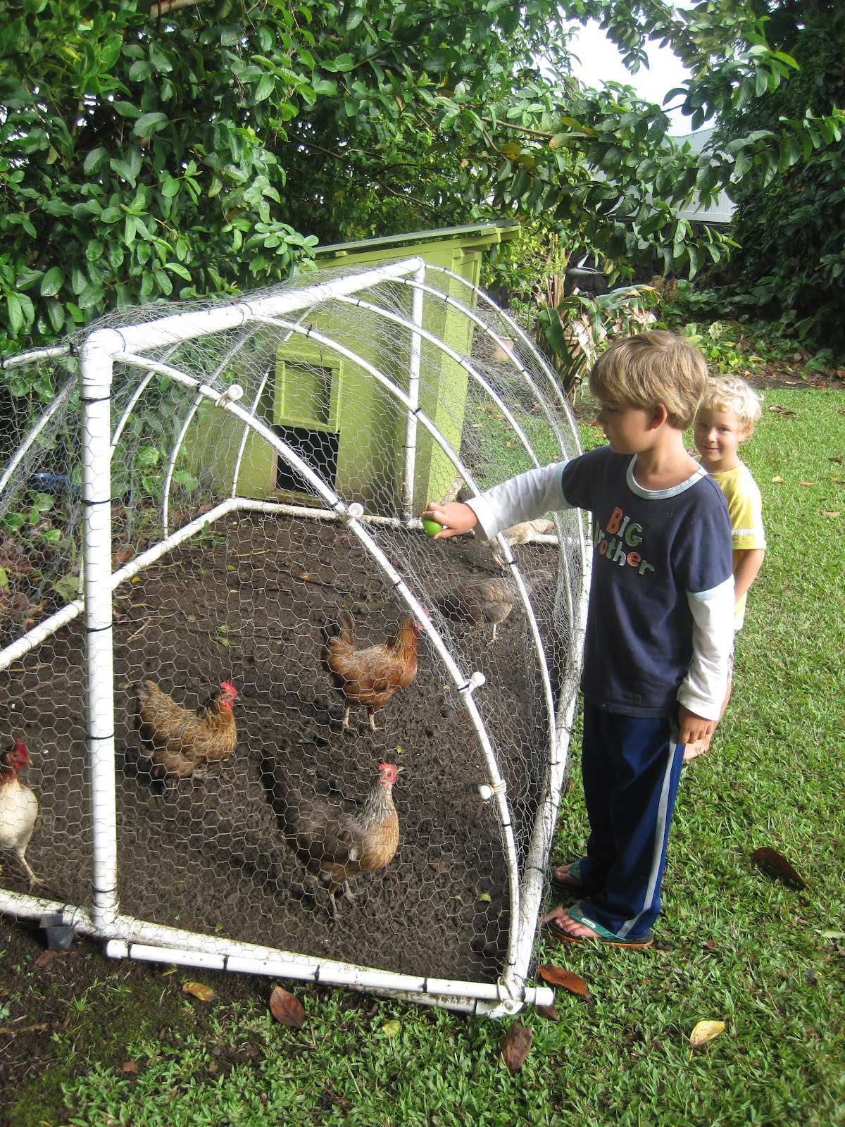 Get How big should my chicken coop be for 4 chickens Pet lovers