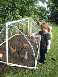 chickens chicken centipede coop