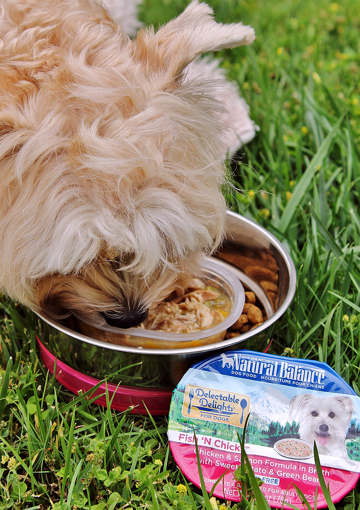 Explore every day and embrace your dog's wildside with #NaturalBalance Delectable Delights® single serve wet food for dogs! (AD)