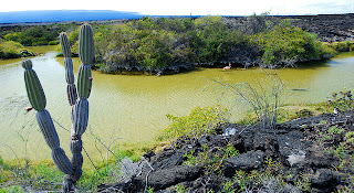 Punta Moreno Showing Pahohoe Lava Formations, Flamingo, Cacti and Mangroves, Isabela Island, Galapagos