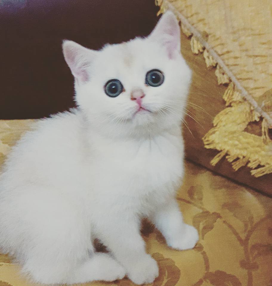 scottish fold sahibinden safkan kediler
