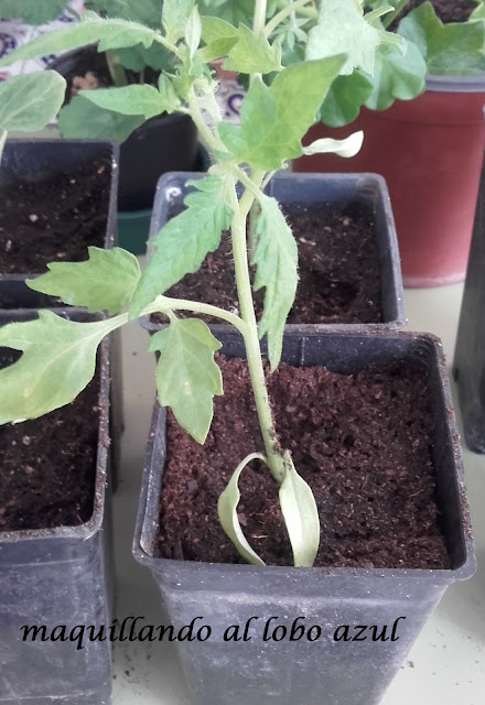 Cultivando tomates