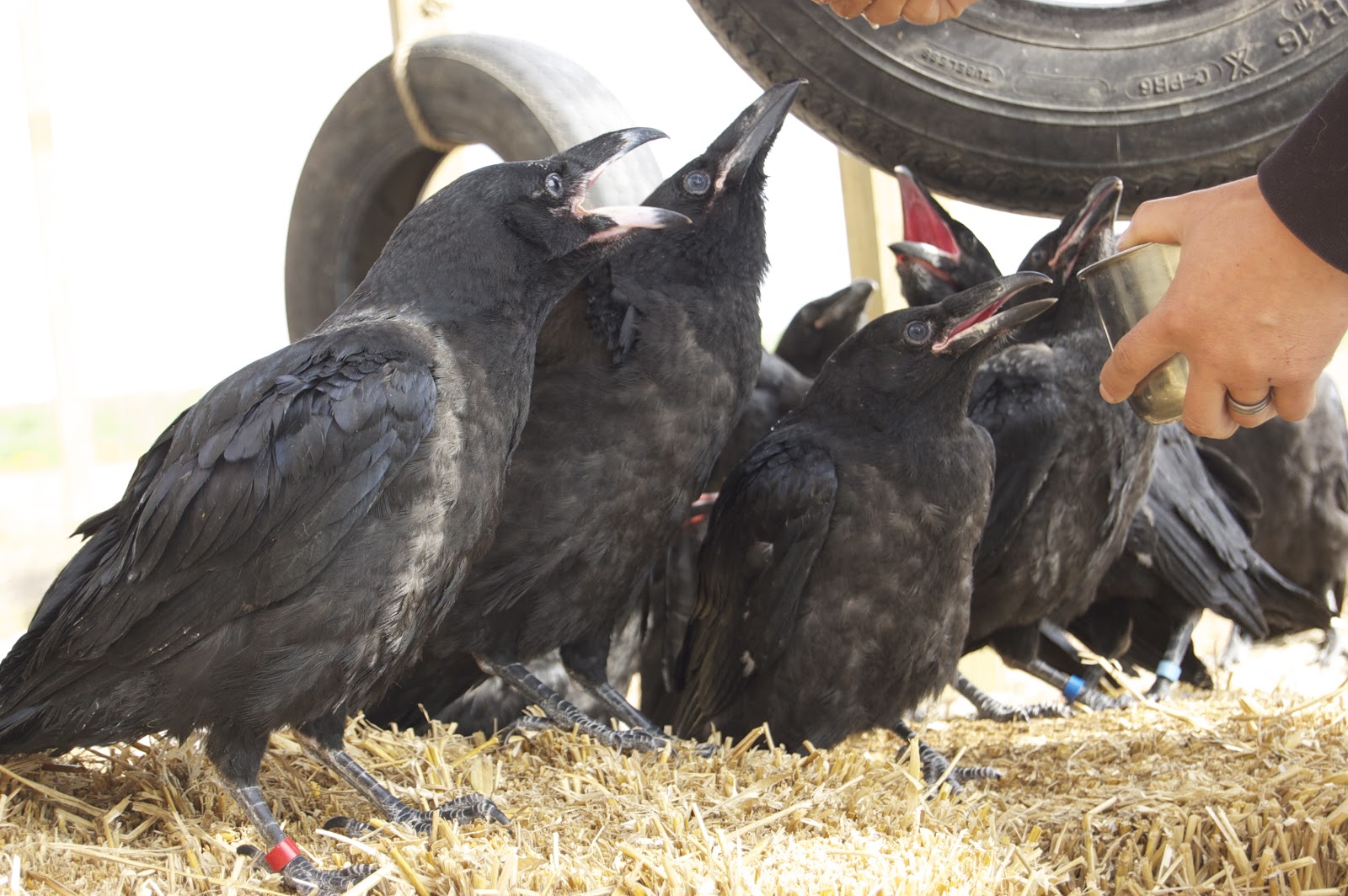 Korpgluggen Raising baby ravens