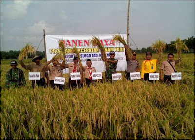 PANEN RAYA PERCEPATAN TANAM PADI 100 Ha MUSPIKA BERSAMA GAPOKTAN SLOGO JADI MAKMUR DI DESA SLOGO KEC. TANON