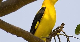 Cara Merawat Kepodang Agar Rajin Bunyi