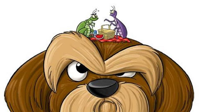 Como remover o carrapato do shih tzu