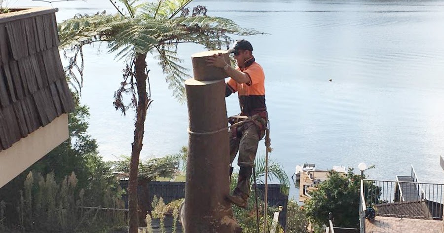 tree loppers western sydney