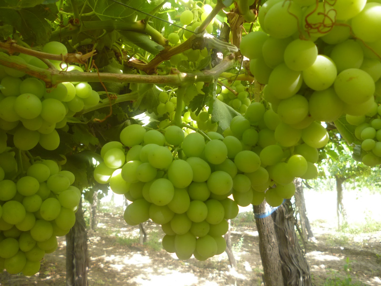 Rodrigo S. Espíndola: Superior Seedless: problemas comunes en uva de mesa