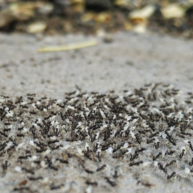 Mengambil Ibrah dari Semut Hitam, Tak Cuma Bergotong Royong, Tapi ini Fakta Unik Semut Mengambil Ibrah dari Semut Hitam, Tak Cuma Bergotong Royong, Tapi ini Fakta Unik Semut