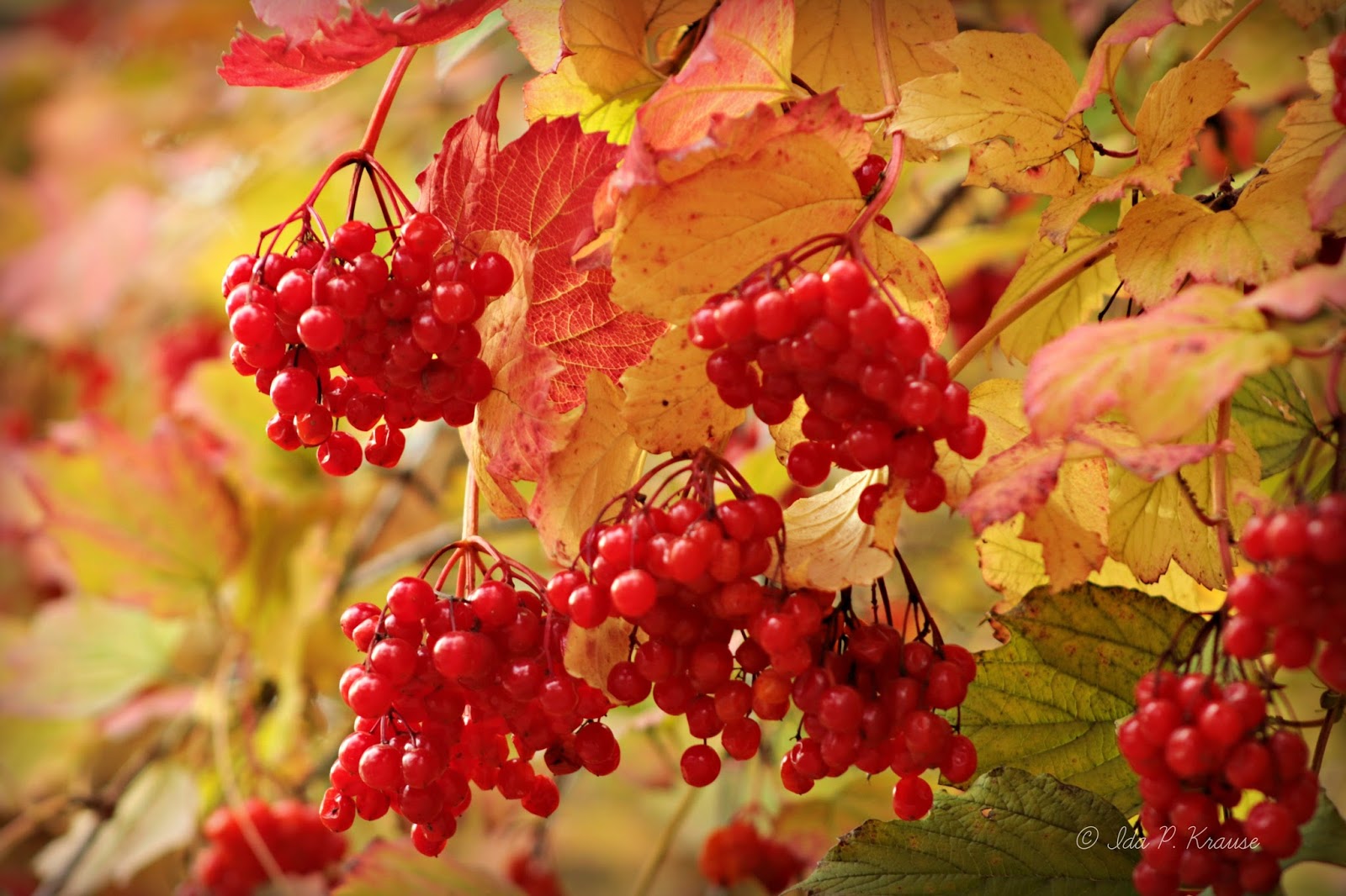 Wishes, Dreams & Other Things Seasons Autumn Leaves and Berries