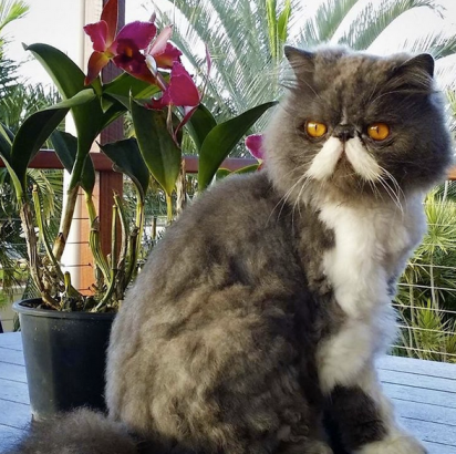 Napoleon, The Cat's Mustache Hipster