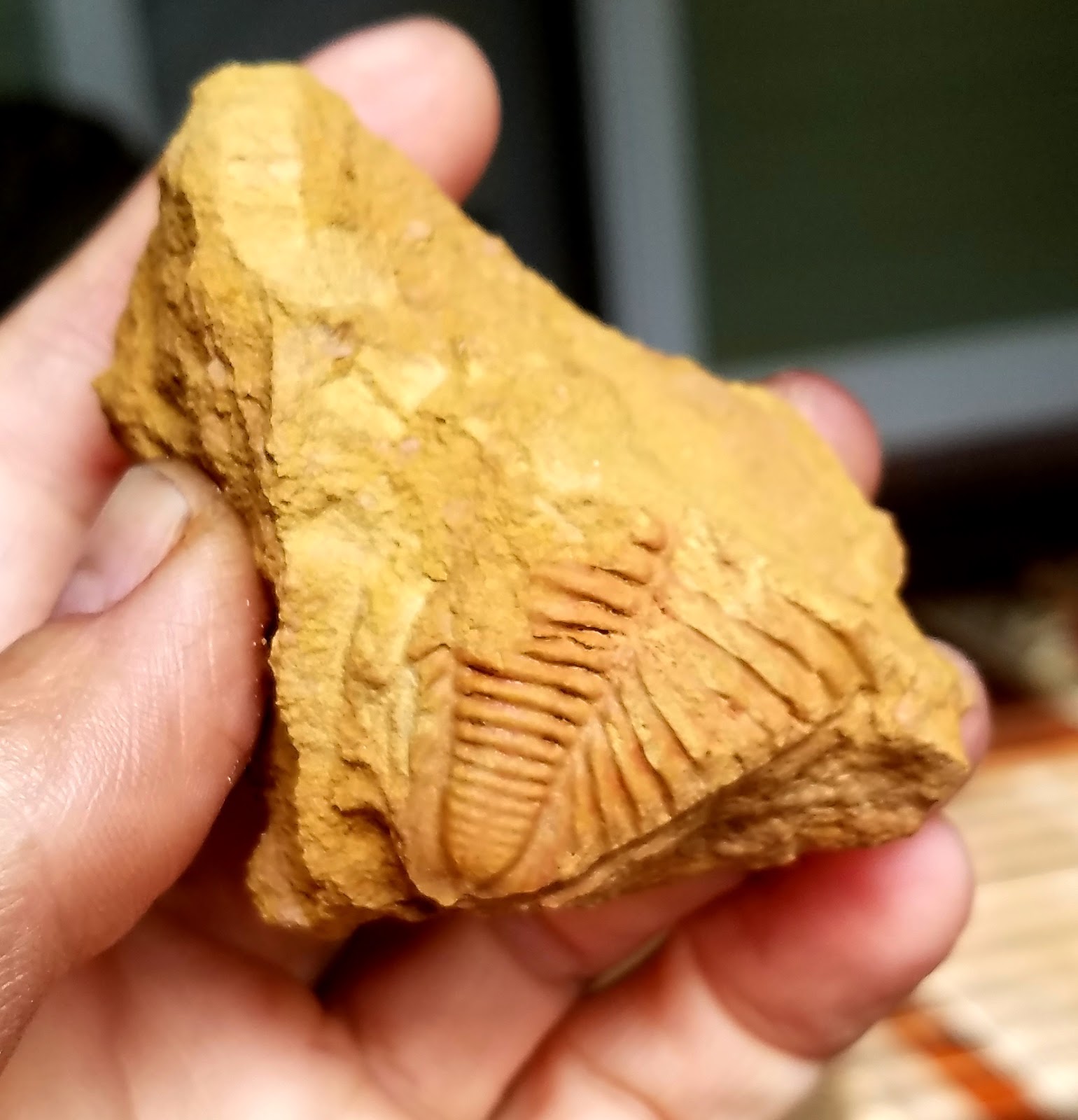 Zookeeper Fossils West Virginia Fossils May Trump Arrowheads