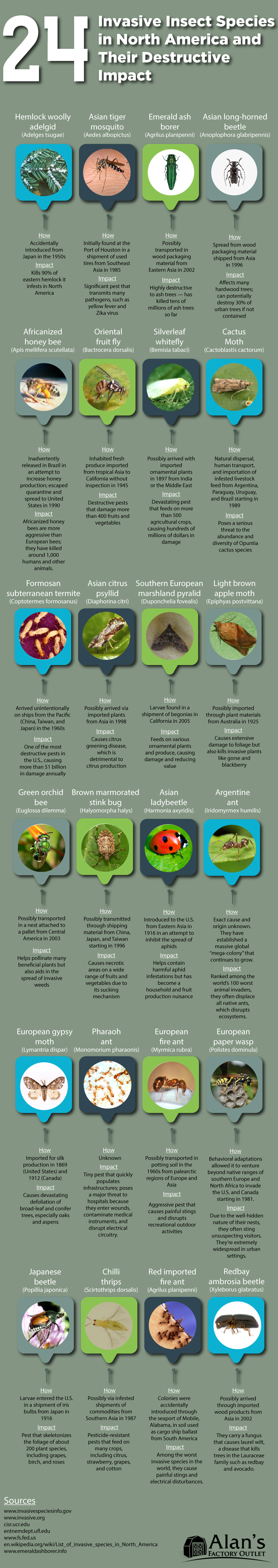 24 Invasive Insect Species in North America and Their Destructive Impact #infographic
