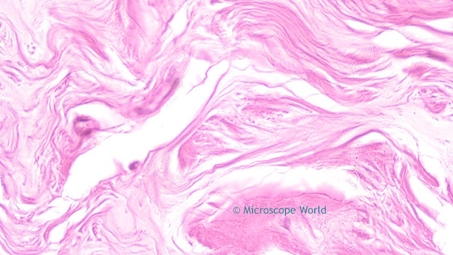 Microscopy image of mammary gland at 400x using a plan fluor objective lens.