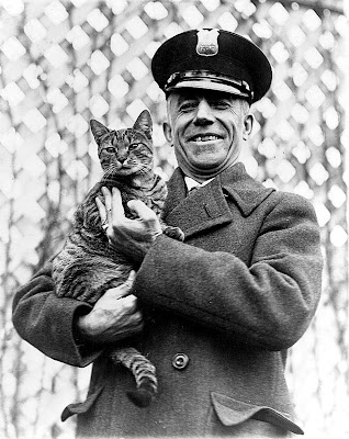 Tige the White House cat