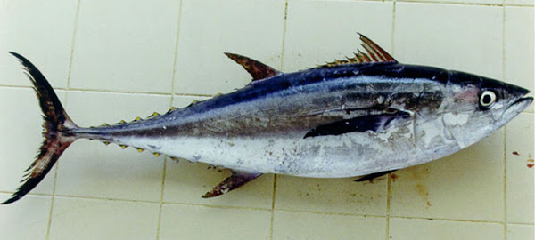 longtail tuna fish, about longtail tuna fish, longtail tuna fish appearance, northern bluefin tuna, longtail tuna fish breeding, longtail tuna fish care, longtail tuna fish color, longtail tuna fish characteristics, longtail tuna fish facts, longtail tuna fish history, longtail tuna fish info, longtail tuna fish images, longtail tuna fish longivity, longtail tuna fish lifespan, longtail tuna fish origin, longtail tuna fish photos, longtail tuna fish pictures, longtail tuna fish rarity, longtail tuna fish size, longtail tuna fish uses, longtail tuna fish varieties, longtail tuna fish weight