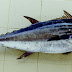 Longtail Tuna