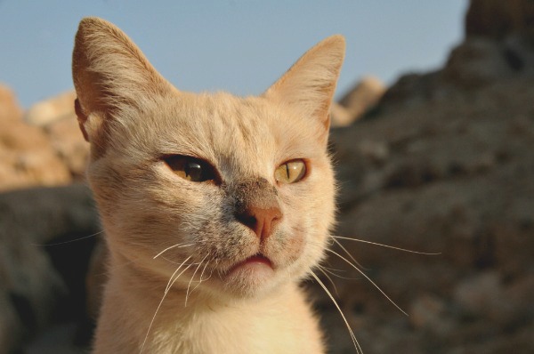 petra jordan feral cats