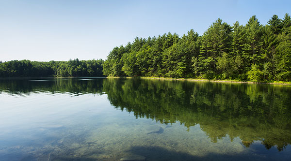 Image result for walden pond summer