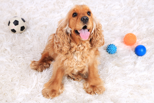 Can I Wash A Dog Toothbrush After Use Can I Wash A Dog Toothbrush After Use