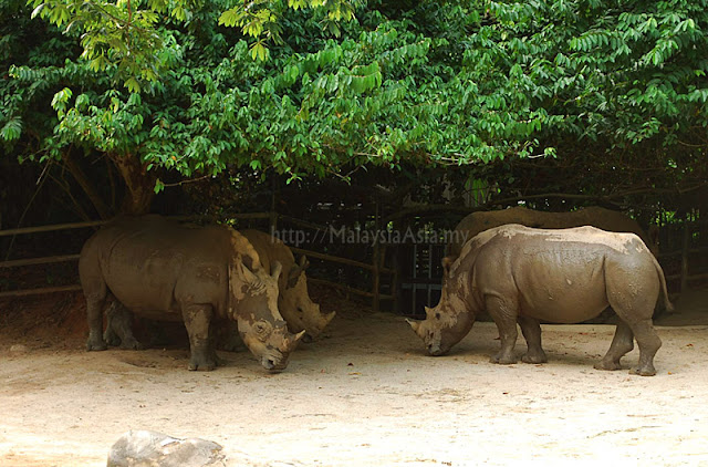 Singapore Zoo Rhino