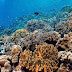 Diving in Hoga Island, Wakatobi Tips for Visitors