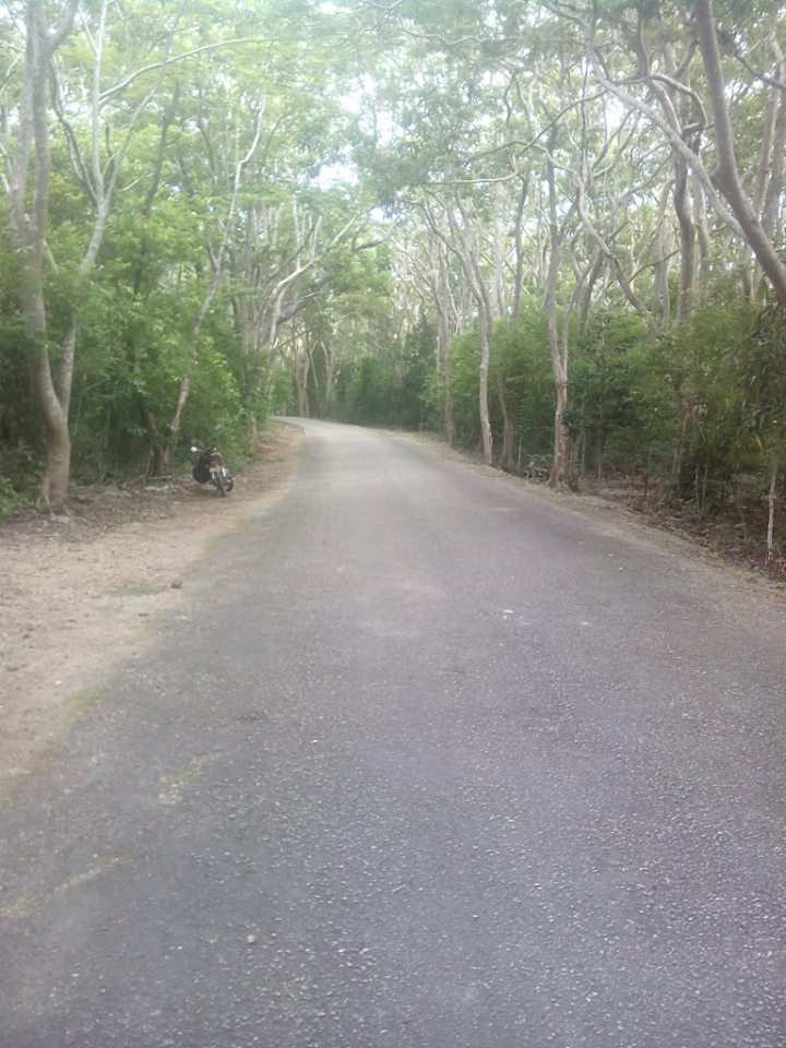 Salagdoong Molave Tree Forest and Beach Resort Vibrant Visayas