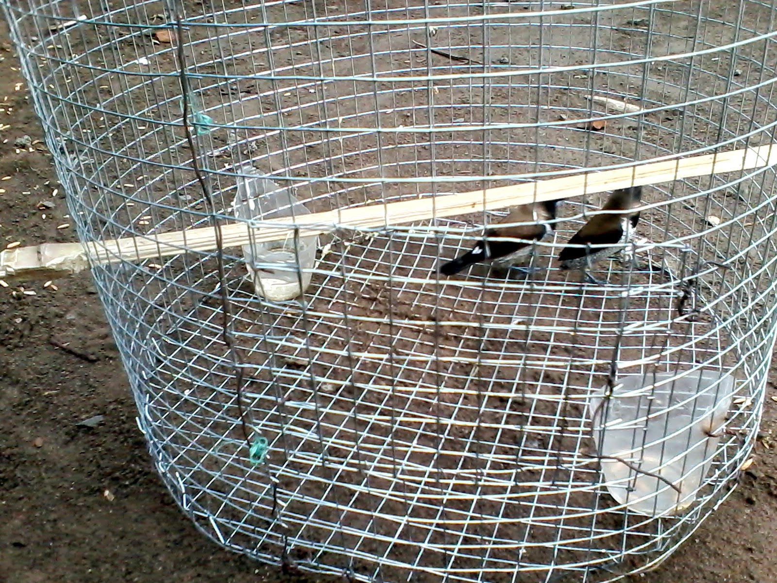 Cara Membuat Sangkar Burung Dari Jaring Kawat Sarekil