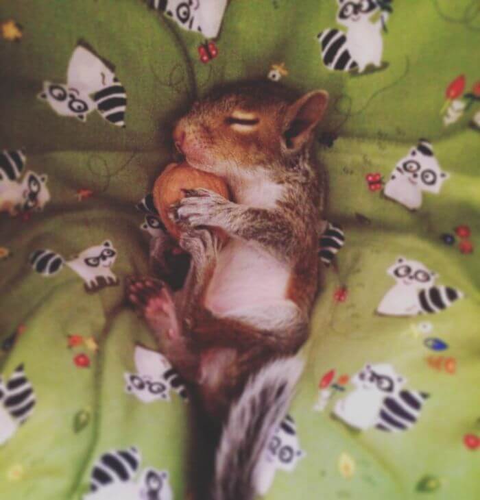 A Man Adopted A Baby Squirrel He Found On His Bed And It's The Most Adorable Story We Read Today