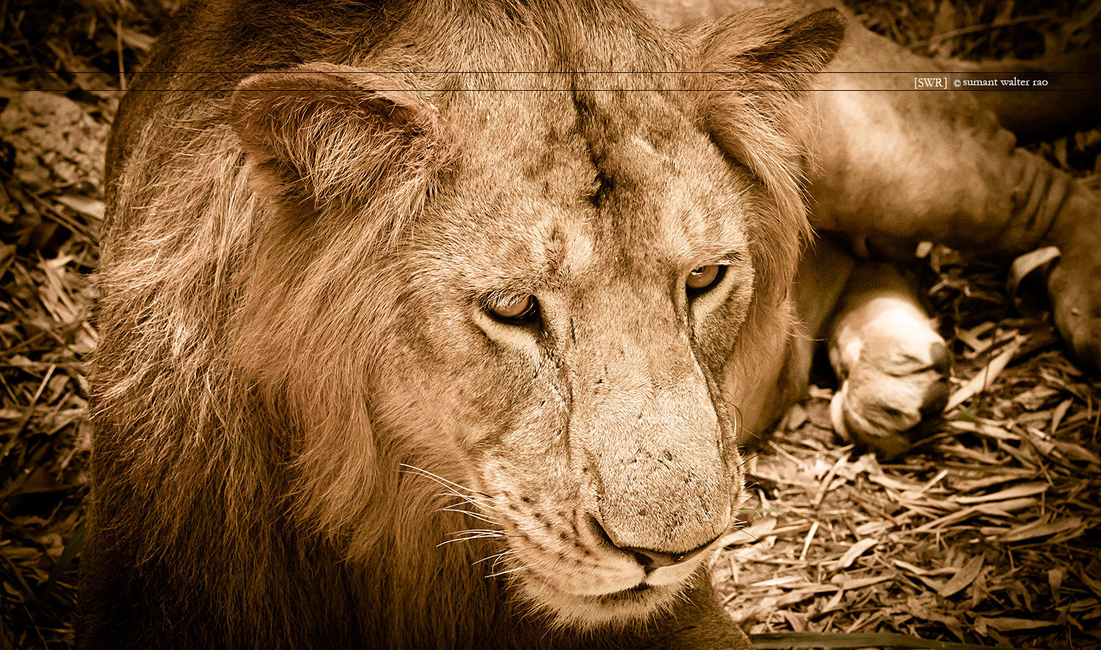 Sumant Walter Rao Photography: Into The Wild - Jungle Cats - Lions ...