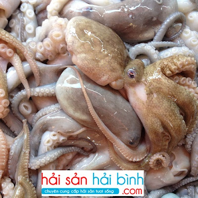 Cập nhật giá bán bạch tuộc tươi tại Hà Nội