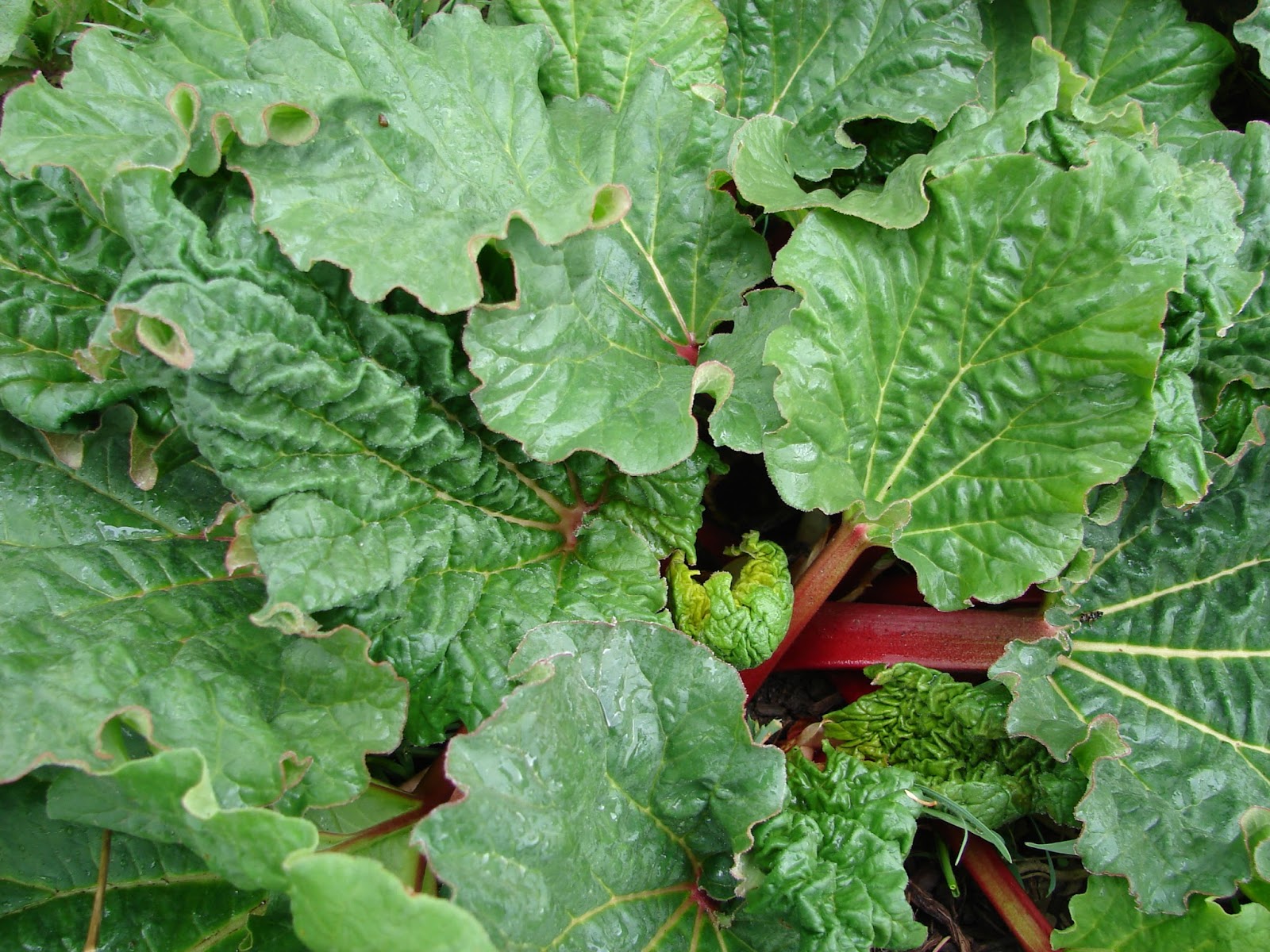 New Utah Gardener When Should I Plant Rhubarb?