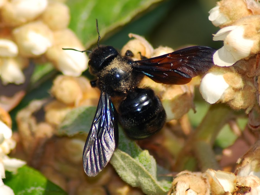 XYLOCOPA VIOLACEA