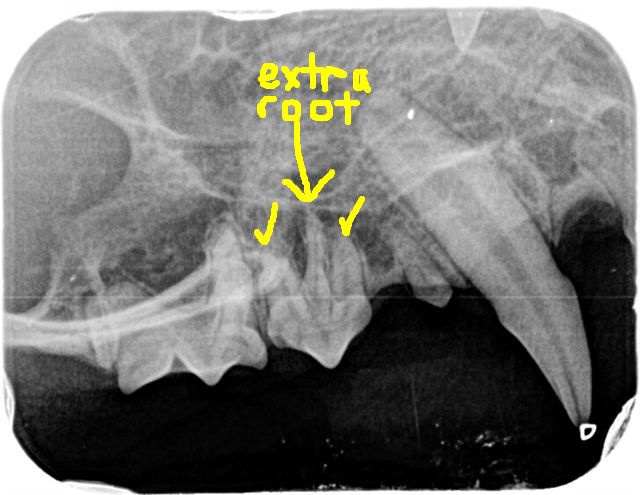 Dr Liz... the mad vet from Russell Vale Animal Clinic: Dr Liz's Dental ...