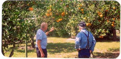 My dad and his brother checking out the grove planted by their father, my grandfather