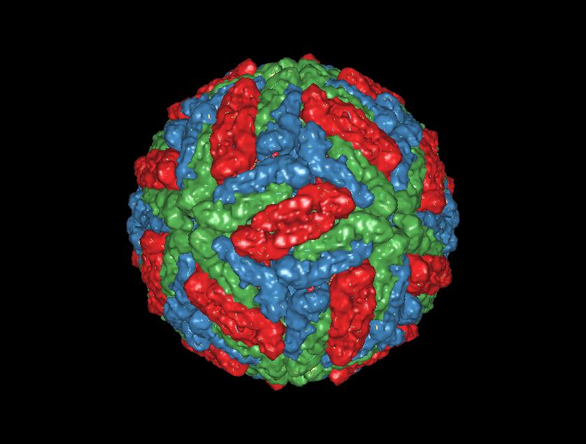 Вирусы тест 10. Флавивирус. Белок е вируса Денге. Вирус Денге география.