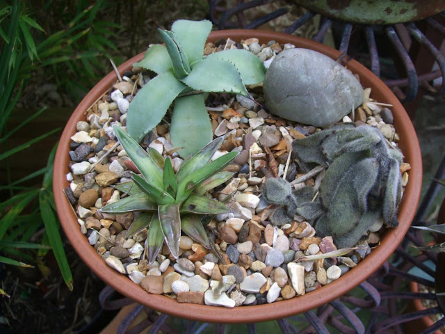 Agave parryi var. truncata, Agave victoriae-reginae, Kalachoe tomentosa