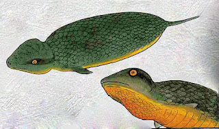 tsuchinoko