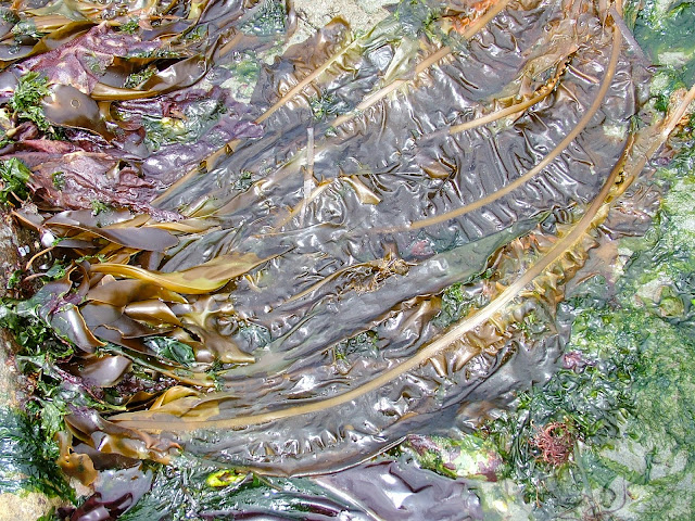 Buzz's Marine Life of Puget Sound: SEA OTTERS AND DETRITUS AND