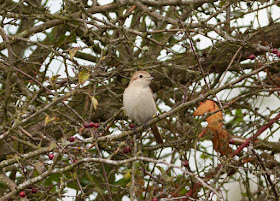 Isabelline Shrike, Norfolk