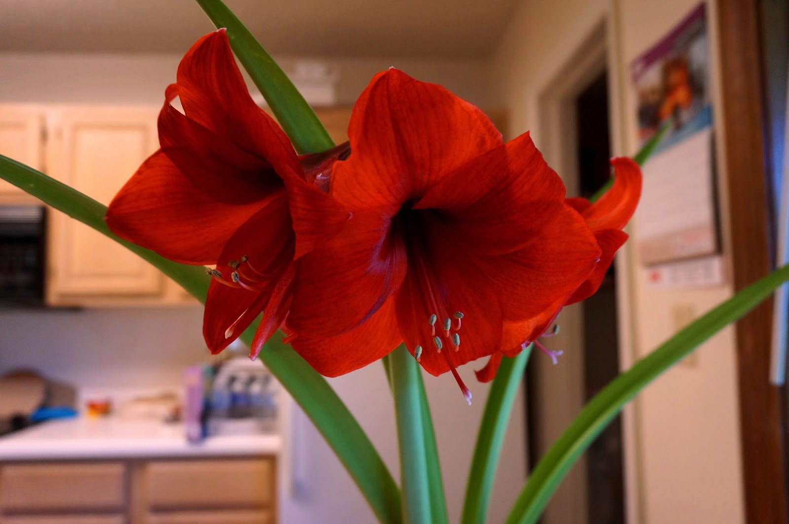 Exploring Trader Joe's Trader Joe's Red Lion Amaryllis