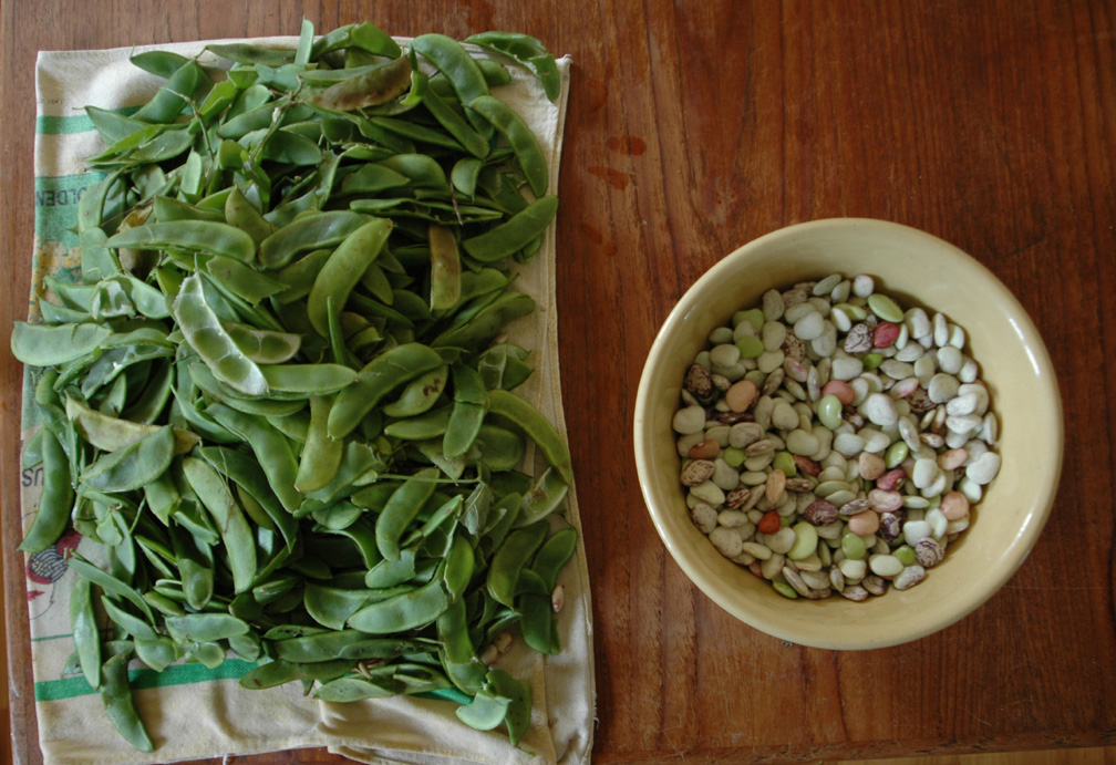 Life on Silver Creek Farm Lima Beans