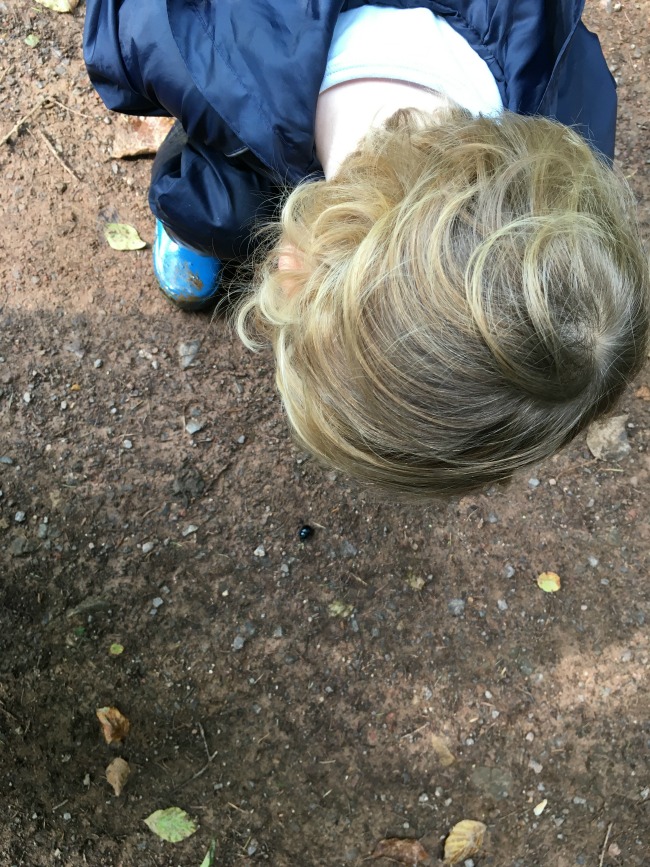 toddler-looking-at-beetle-on-the-ground