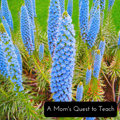 A Mom's Quest to Teach: A Fantastic Fit for Homeschooling Our High School Student: A Review of SchoolhouseTeachers.com – So many great options for our high school sophomore as well as our preschooler and kindergartner. #homeschool #homeschooling #onlineeducation Flowers