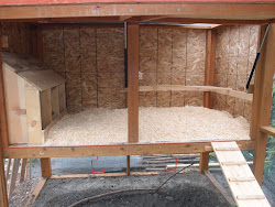 coop brooder moving eventually feeders hooks waterers moved hang