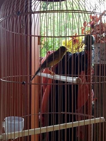 Scotch Fancy 1th Up Import Ring Ab Belanda Gacor Owor Surga