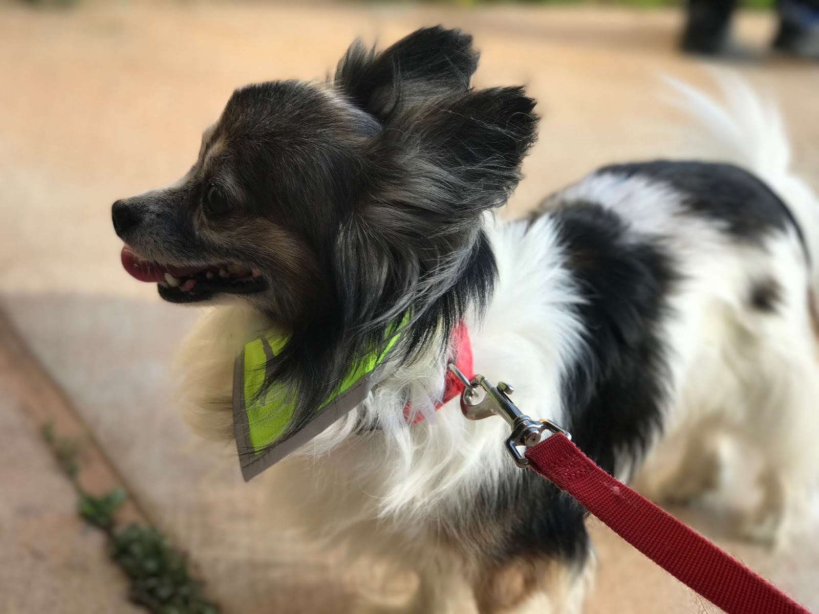 How to Keep Your Pup Safe When You're Out & About - A Paper Arrow