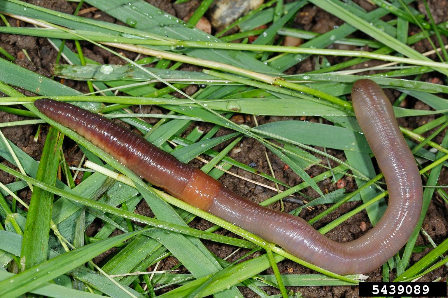 Червь дождевой обыкновенный. Красный червь (Lumbricus rubellus. Дождевые черви рыхлят землю.